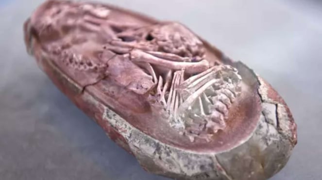 Fosil telur dinosaurus yang mengandung embrio utuh ditemukan di China