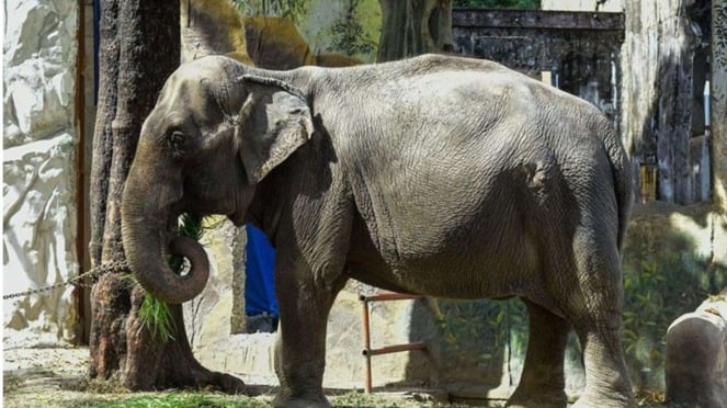 Gajah paling kesepian di dunia mati pada usia 50 tahun